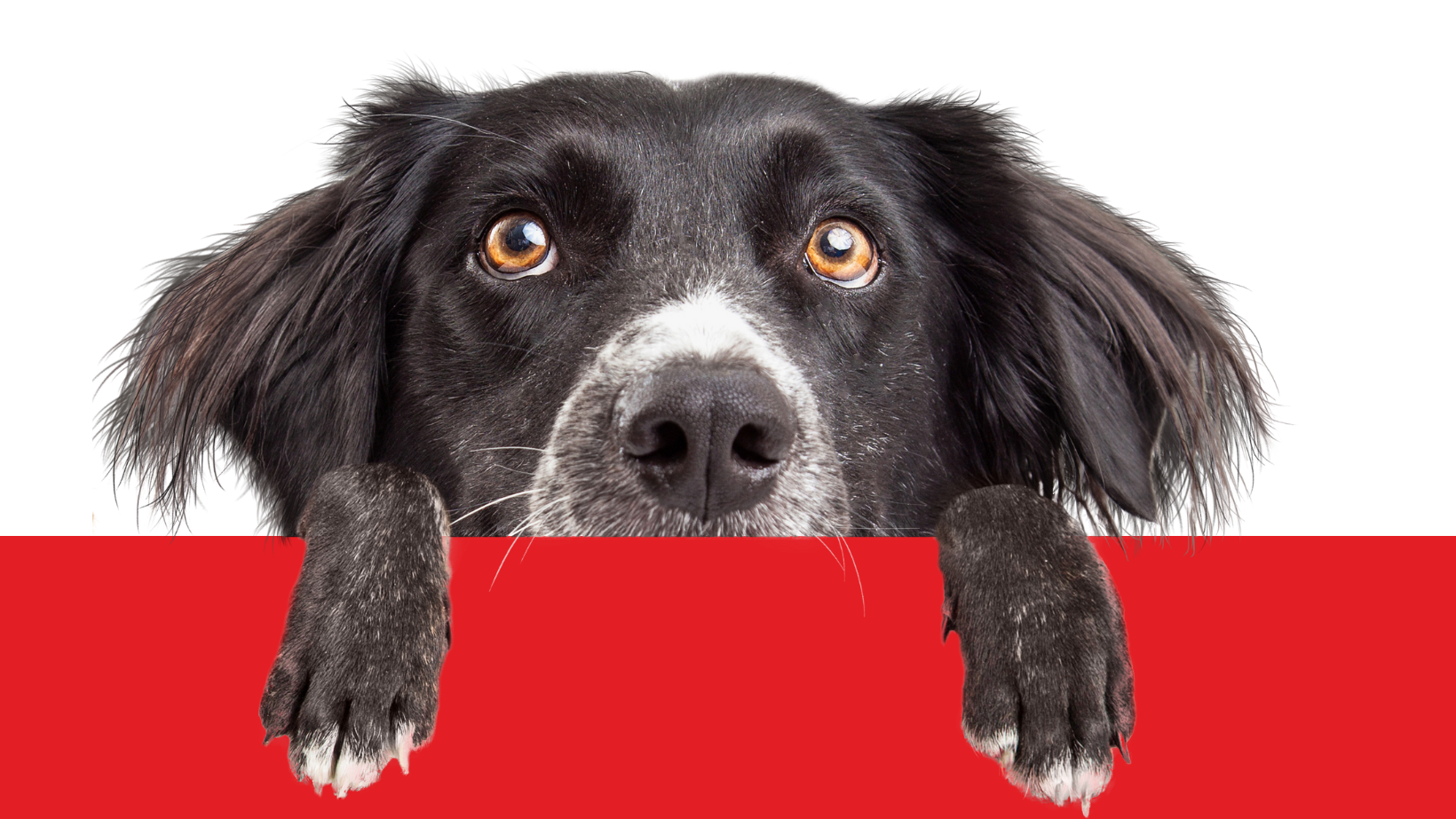 Pets dog